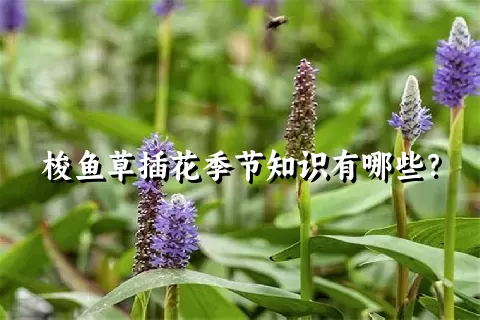 梭鱼草插花季节知识有哪些？