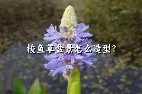 梭鱼草盆景怎么造型？