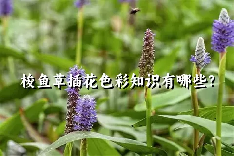 梭鱼草插花色彩知识有哪些？