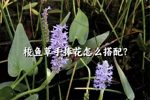 梭鱼草手捧花怎么搭配？