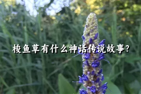 梭鱼草有什么神话传说故事？