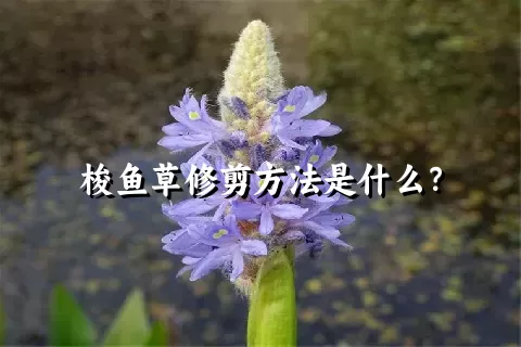 梭鱼草修剪方法是什么？