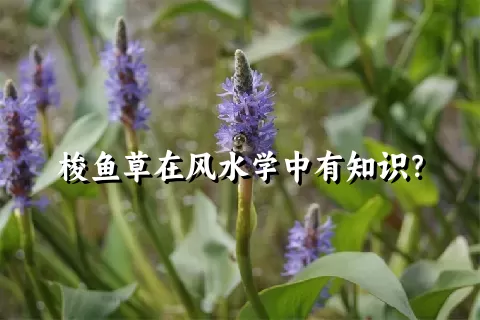 梭鱼草在风水学中有知识？