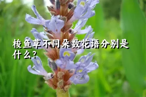 梭鱼草不同朵数花语分别是什么？