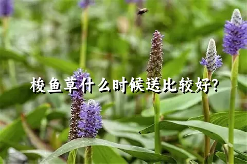 梭鱼草什么时候送比较好？