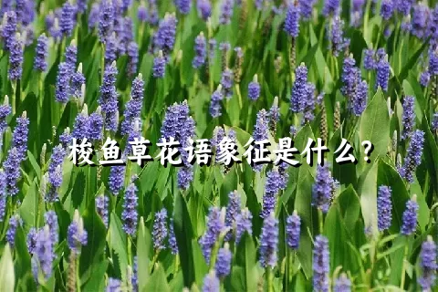 梭鱼草花语象征是什么？