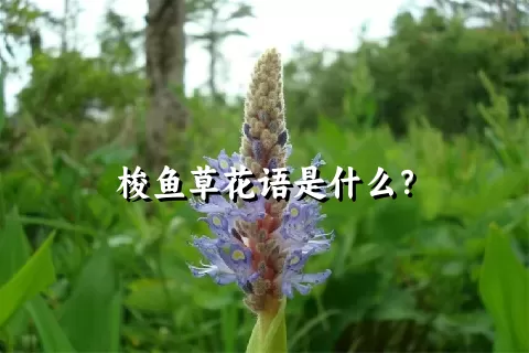 梭鱼草花语是什么？