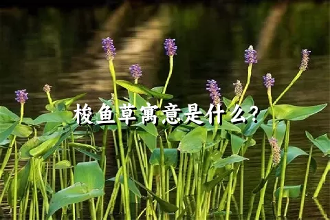 梭鱼草寓意是什么？