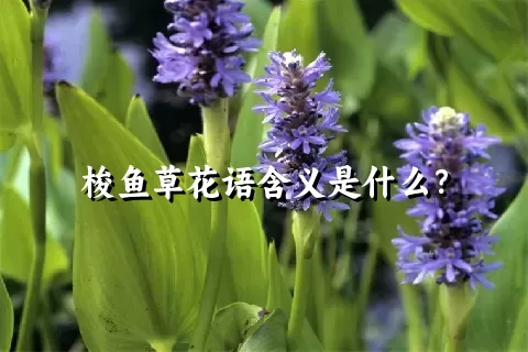 梭鱼草花语含义是什么？