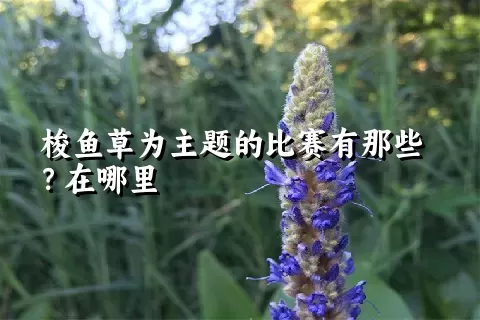 梭鱼草为主题的比赛有那些？在哪里