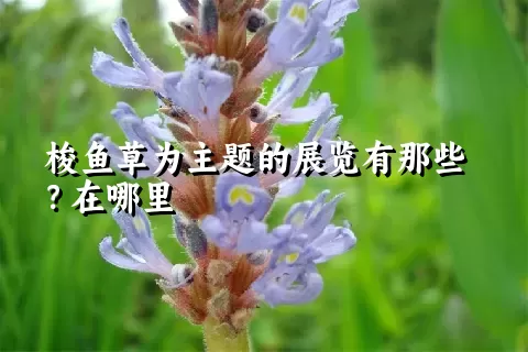 梭鱼草为主题的展览有那些？在哪里