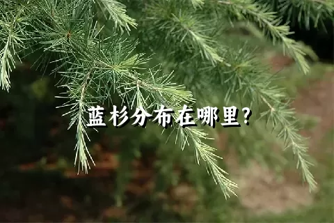 蓝杉分布在哪里?