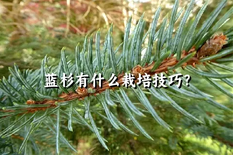 蓝杉有什么栽培技巧？