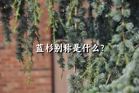 蓝杉别称是什么？