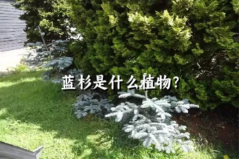 蓝杉是什么植物？