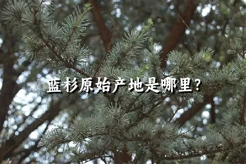 蓝杉原始产地是哪里？