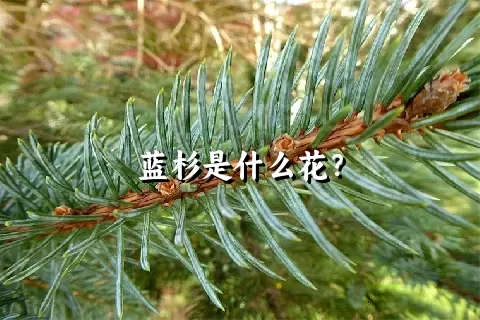 蓝杉是什么花？