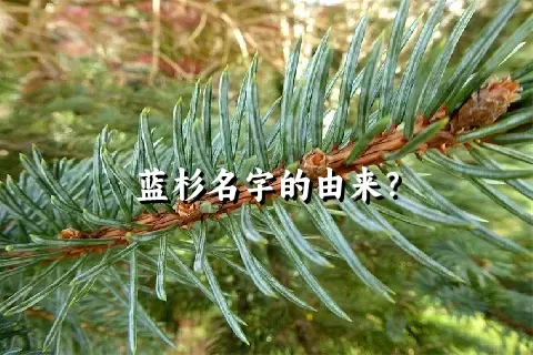 蓝杉名字的由来？