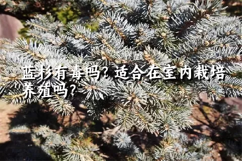 蓝杉有毒吗？适合在室内栽培养殖吗？