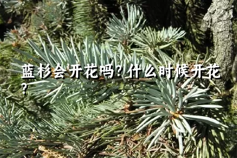 蓝杉会开花吗？什么时候开花？