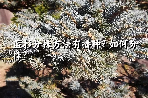 蓝杉分株方法有播种？如何分株？