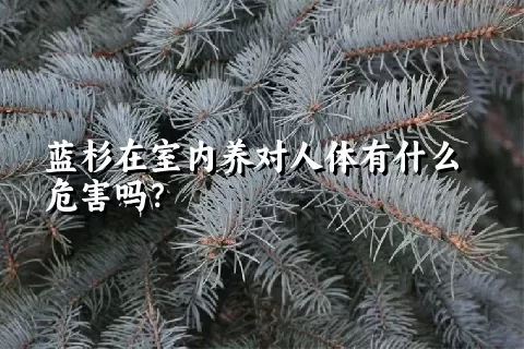 蓝杉在室内养对人体有什么危害吗？