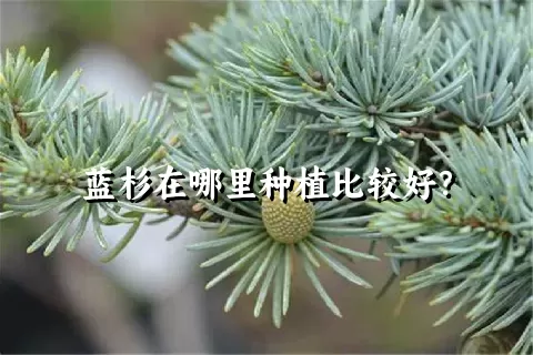 蓝杉在哪里种植比较好？