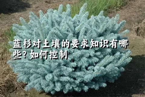 蓝杉对土壤的要求知识有哪些？如何控制