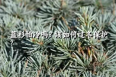 蓝杉怕冷吗？该如何过冬保护？