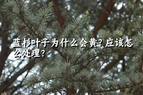 蓝杉叶子为什么会黄？应该怎么处理？