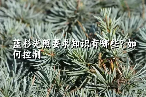 蓝杉光照要求知识有哪些？如何控制