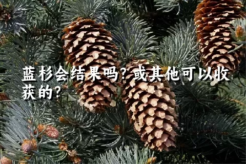 蓝杉会结果吗？或其他可以收获的？