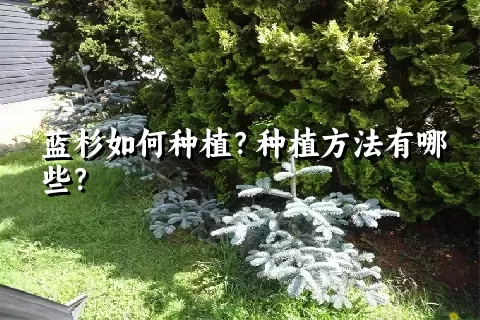 蓝杉如何种植？种植方法有哪些？