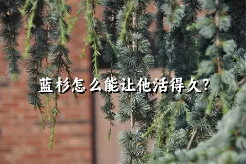 蓝杉怎么能让他活得久？