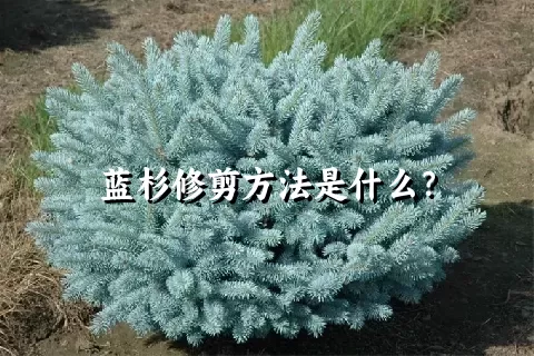 蓝杉修剪方法是什么？