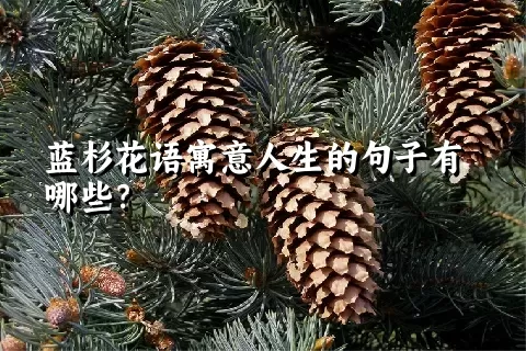 蓝杉花语寓意人生的句子有哪些？