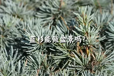 蓝杉能做盆景吗？