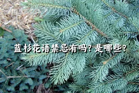 蓝杉花语禁忌有吗？是哪些？