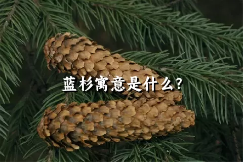 蓝杉寓意是什么？