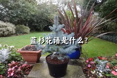 蓝杉花语是什么？