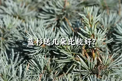 蓝杉送几朵比较好？