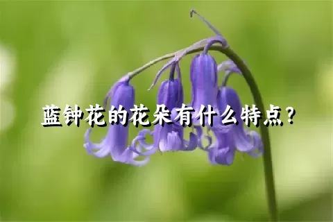 蓝钟花的花朵有什么特点？