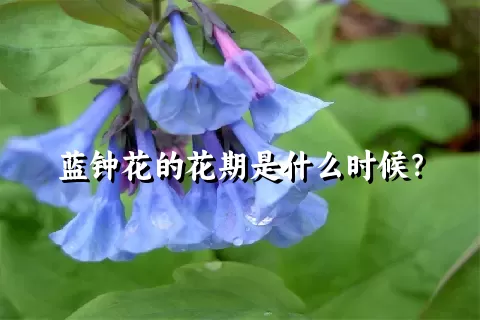 蓝钟花的花期是什么时候？