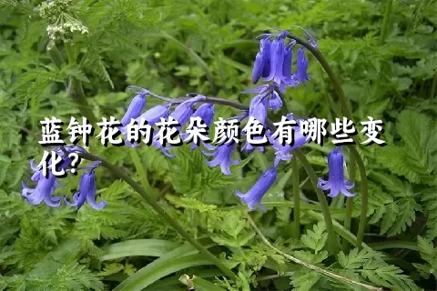 蓝钟花的花朵颜色有哪些变化？