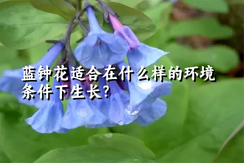 蓝钟花适合在什么样的环境条件下生长？