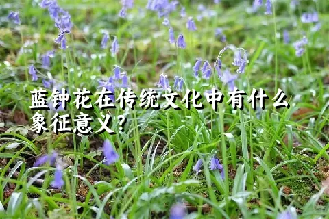 蓝钟花在传统文化中有什么象征意义？