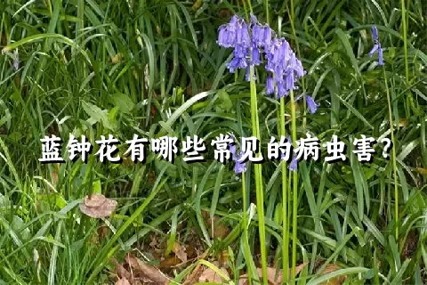 蓝钟花有哪些常见的病虫害？