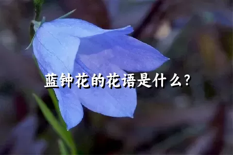 蓝钟花的花语是什么？