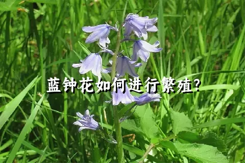 蓝钟花如何进行繁殖？