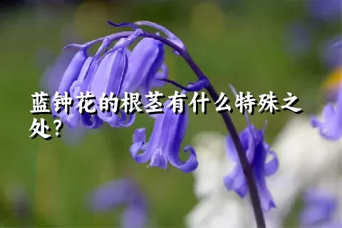 蓝钟花的根茎有什么特殊之处？